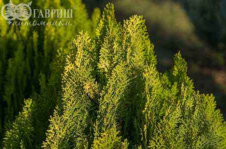 Купить туя восточная aurea nana деревья и растения