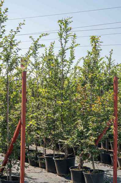 Саженцы граб обыкновенный