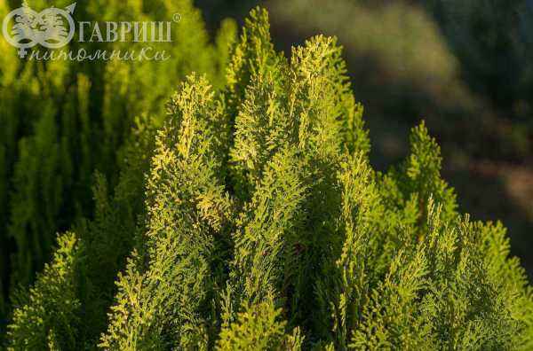 Купить туя восточная aurea nana деревья и растения