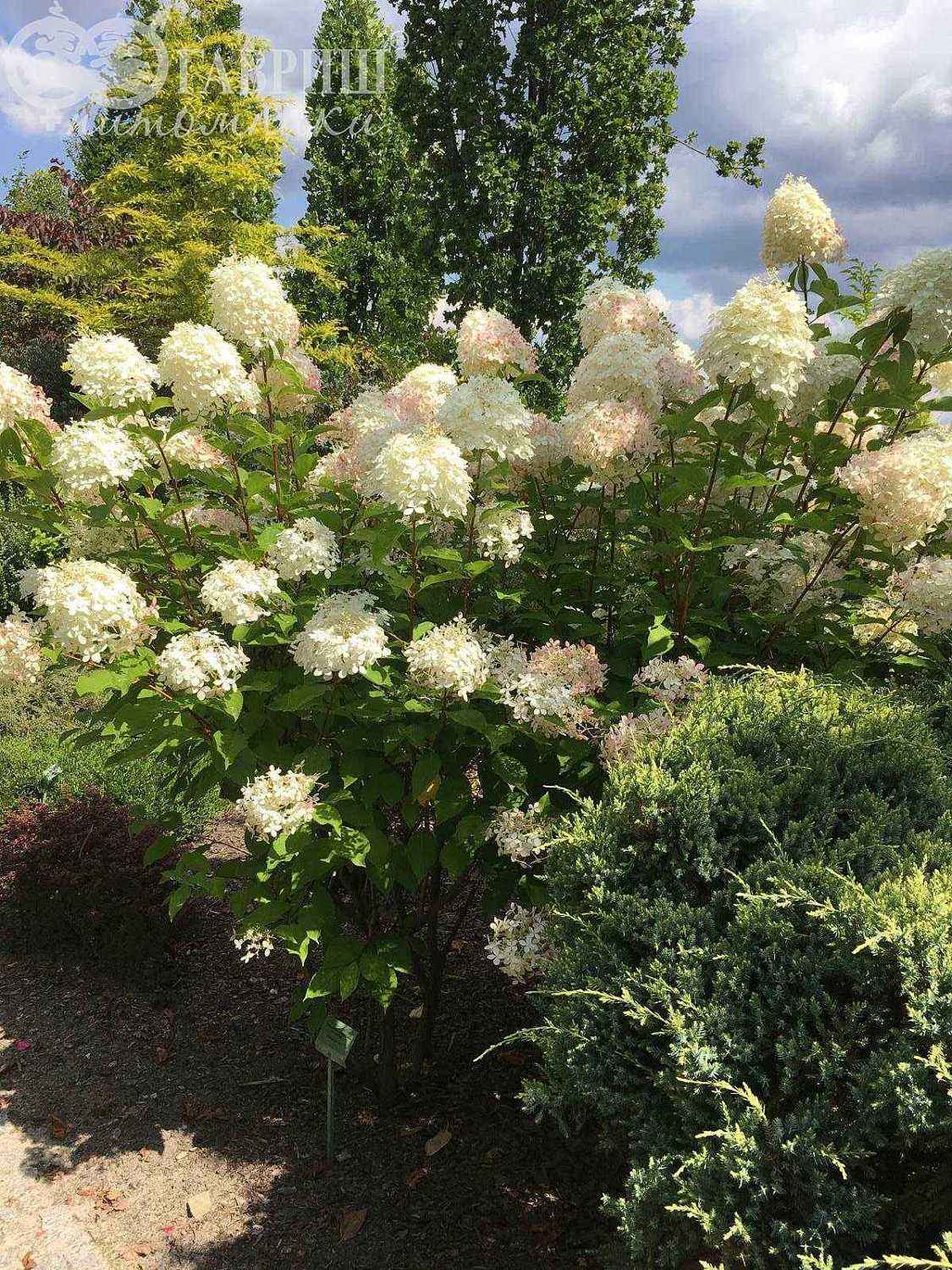 Гортензия метельчатая Phantom