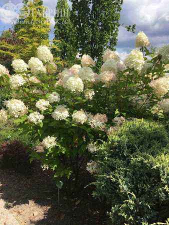 саженцы Гортензия метельчатая Phantom