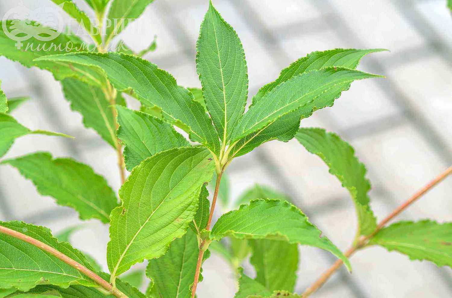 Вейгела цветущая Candida