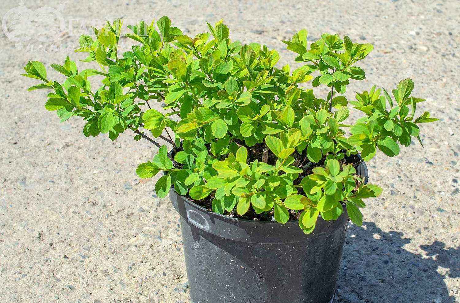 Спирея березолистная