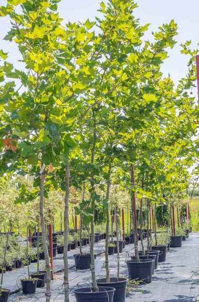 Саженцы платан кленолистный (испанский)