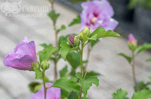 саженцы Гибискус сирийский Lavender Chiffon