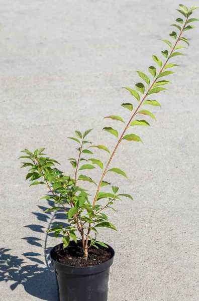 саженцы Форзиция промежуточная (корейская) Kumson