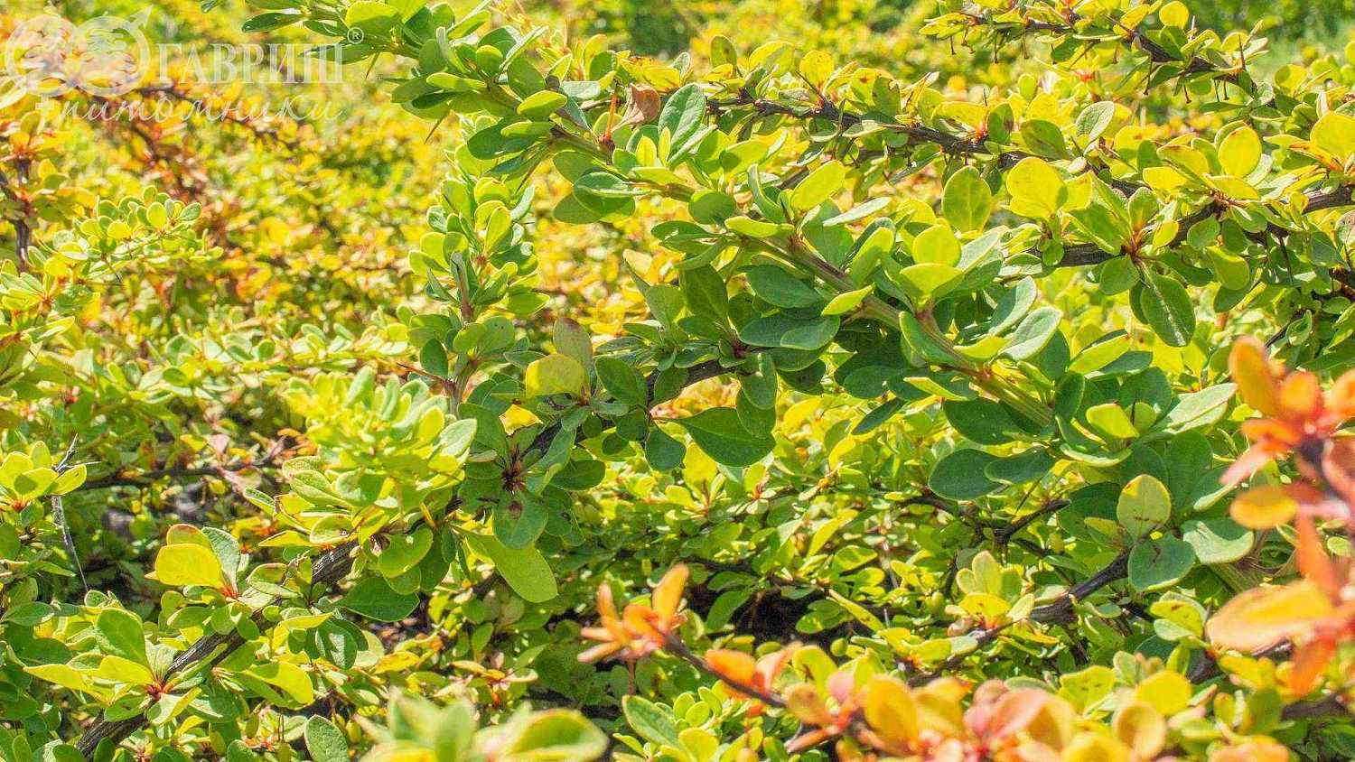 Барбарис Тунберга Green Carpet