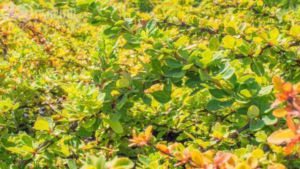 саженцы Барбарис Тунберга Green Carpet