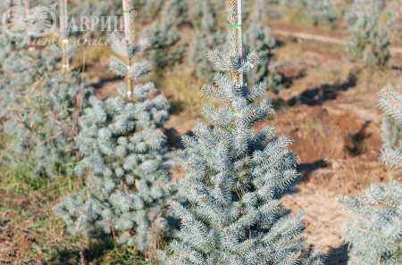 Купить ель колючая edith (edit) деревья и растения