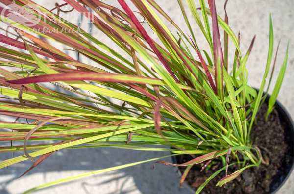 саженцы Императа цилиндрическая или аланг-аланг