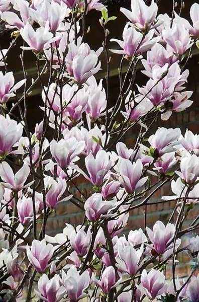 Саженцы магнолия george henry kern Саженцы магнолия george henry kern