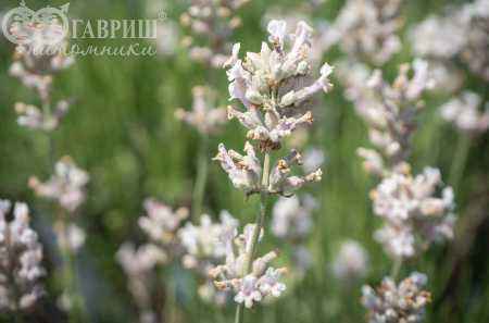 саженцы Лаванда узколистная Rosea