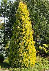 Купить туя западная yellow ribbon деревья и растения