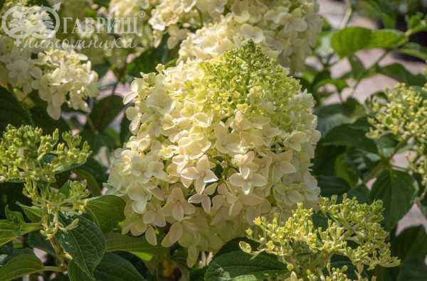 саженцы Гортензия метельчатая Candlelight