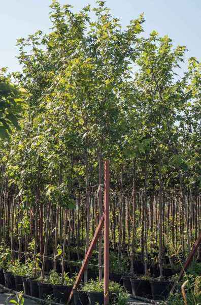 Саженцы клён красный fairview flame