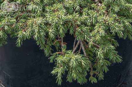 Купить можжевельник обыкновенный repanda деревья и растения