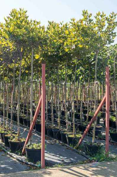 Саженцы платан кленолистный alphen's globe (испанский)