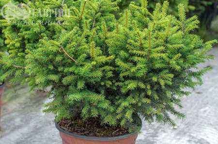 Купить ель сербская karel деревья и растения