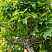 Саженцы дуб болотный green dwarf