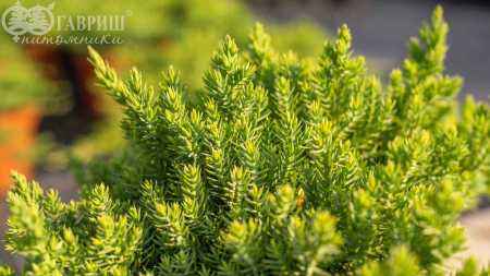 Купить можжевельник лежачий nana деревья и растения