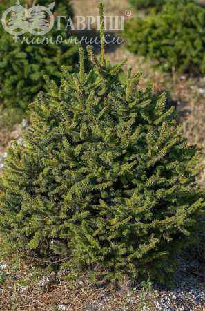 Купить ель обыкновенная tompa деревья и растения