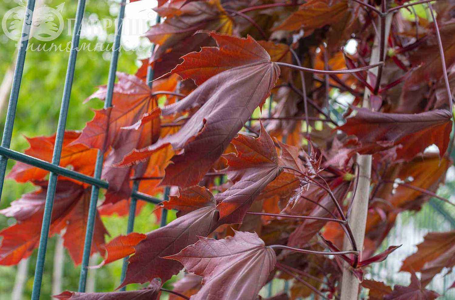 Клён остролистный Royal Red