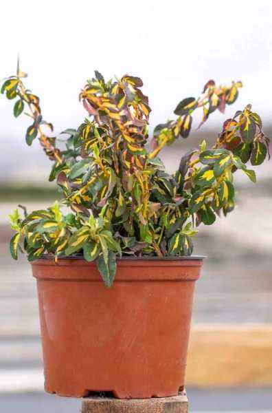 саженцы Бересклет Форчуна Interbolwi