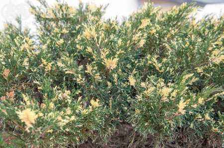Купить можжевельник казацкий variegata деревья и растения