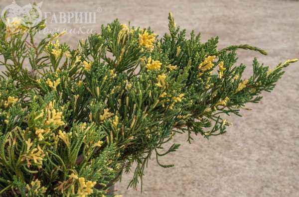 Купить можжевельник китайский expansa variegata деревья и растения