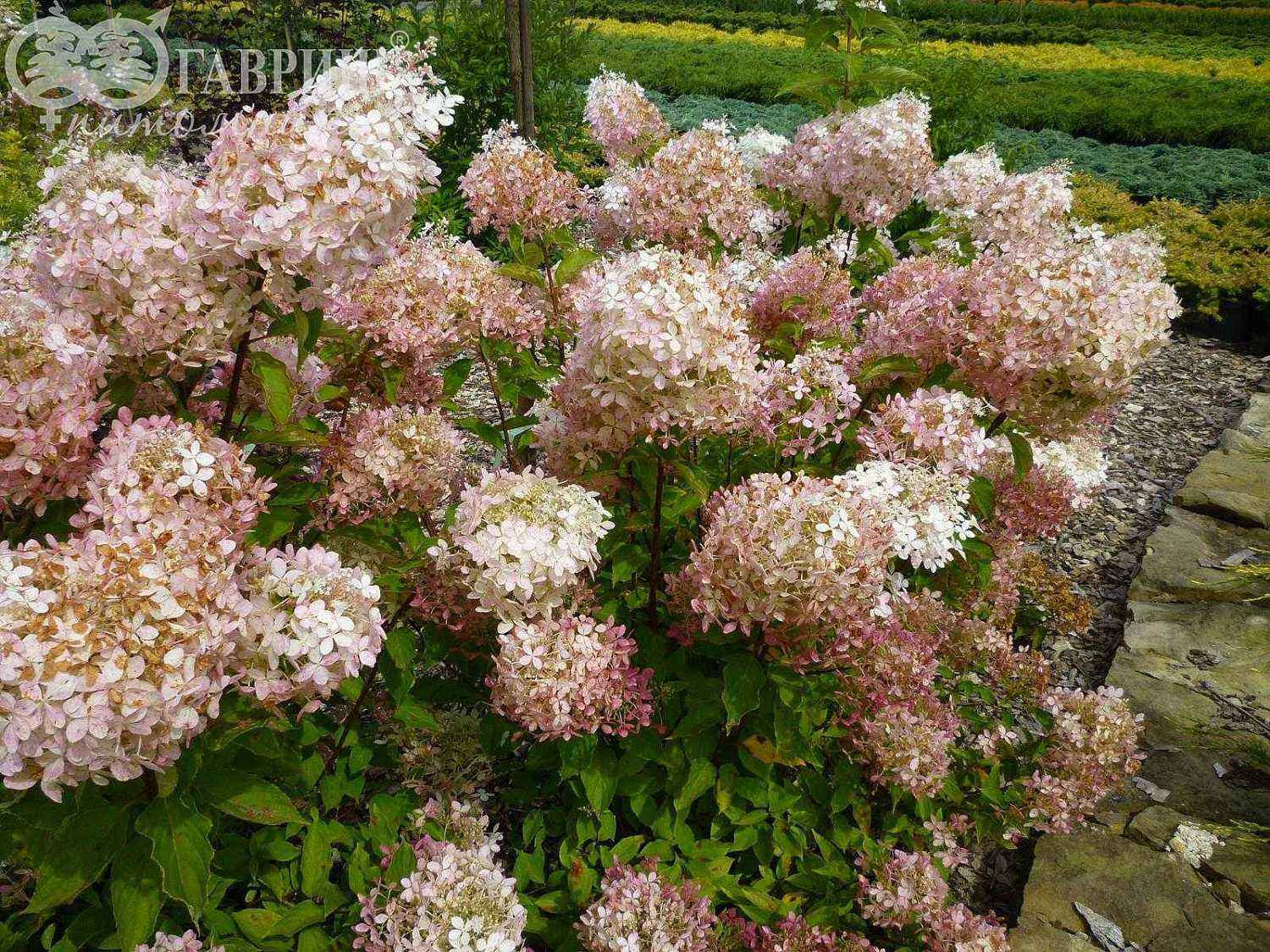 Гортензия метельчатая Phantom