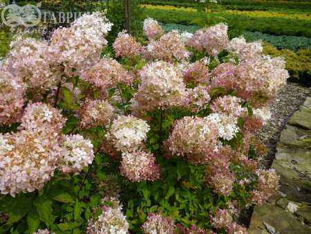 саженцы Гортензия метельчатая Phantom