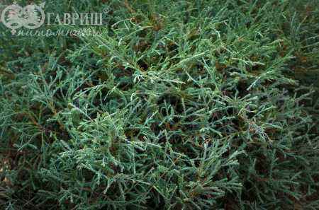 Купить туя западная mr.bowling ball деревья и растения