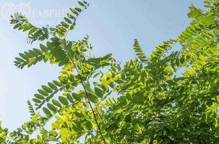 Саженцы робиния псевдоакация umbraculifera