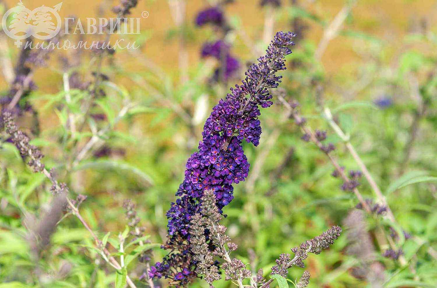 Буддлея Давида Black Knight