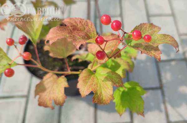 саженцы Калина обыкновенная Compactum