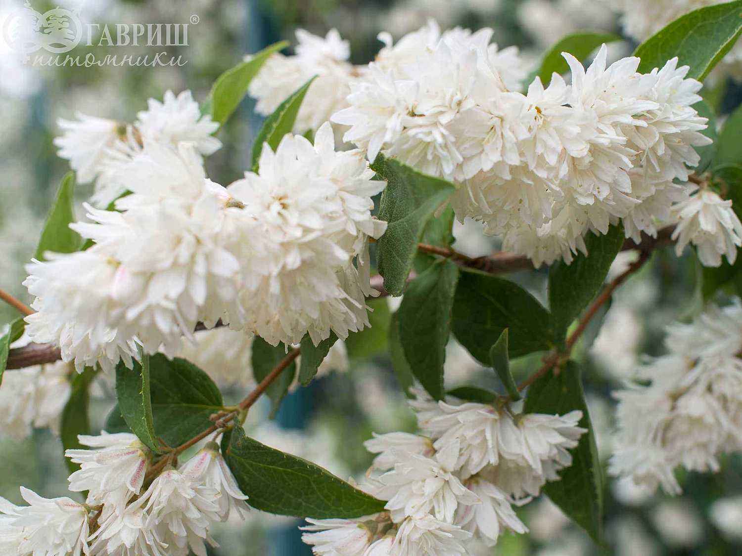 Дейция шершавая Candidissima