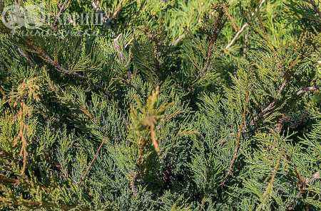 Купить можжевельник казацкий glauca деревья и растения