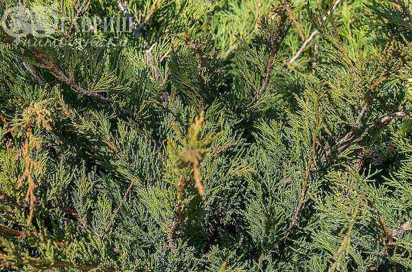 Купить можжевельник казацкий glauca деревья и растения