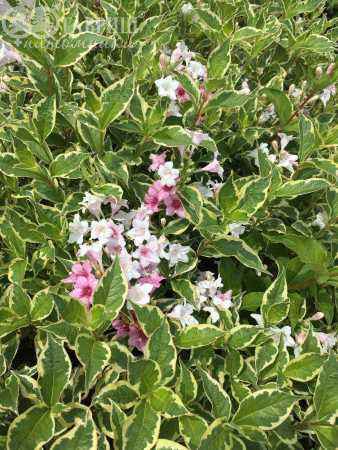 саженцы Вейгела цветущая Nana Variegata