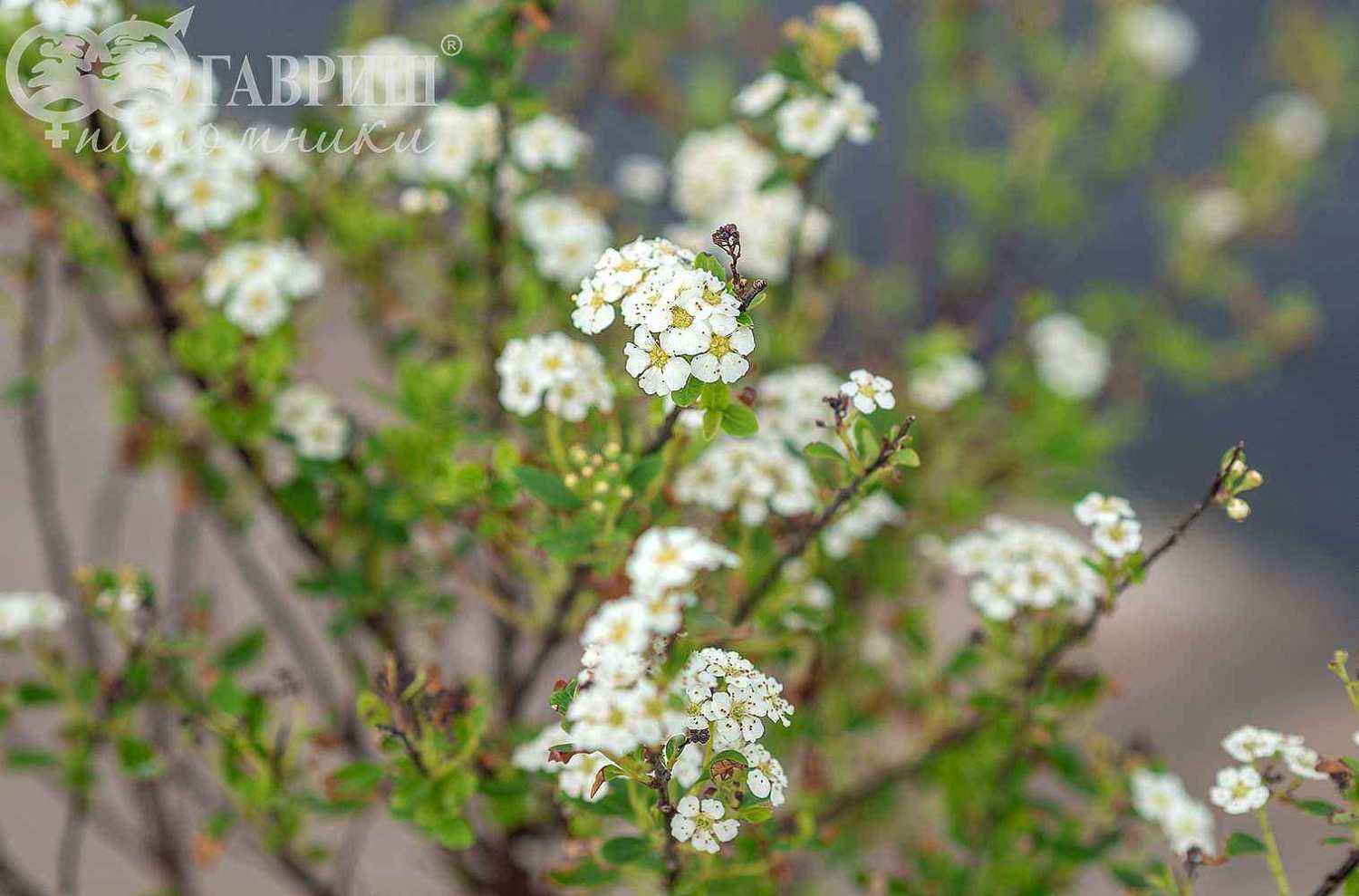 Спирея ниппонская Snowmound