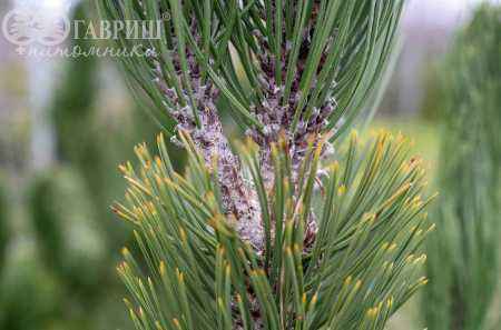 Купить сосна боснийская (гельдрейха) satellit деревья и растения