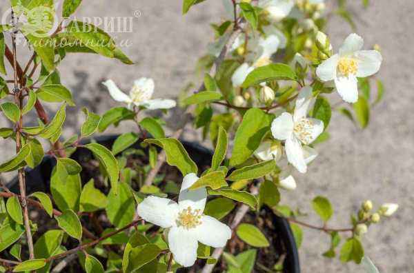 саженцы Чубушник Льюиса Waterton