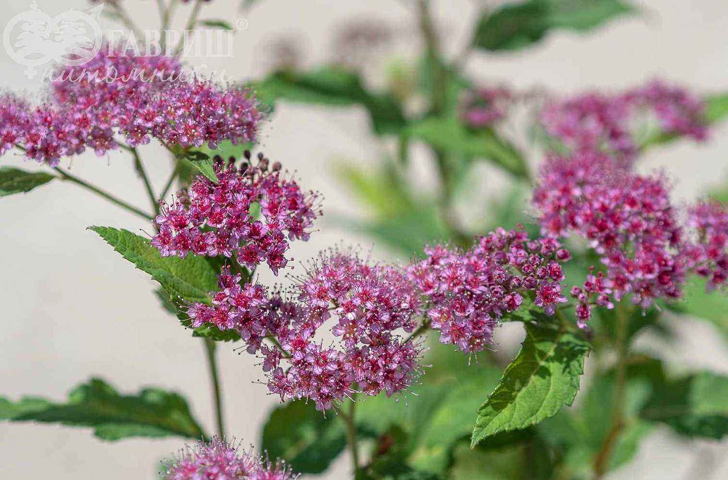 Спирея японская Dart`s Red