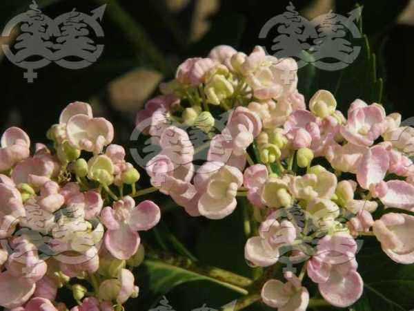 саженцы Гортензия крупнолистная Ayesha