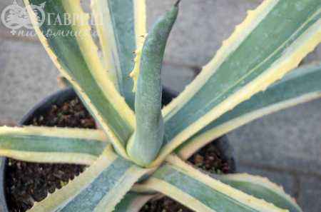 саженцы Агава