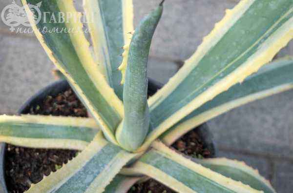 саженцы Агава