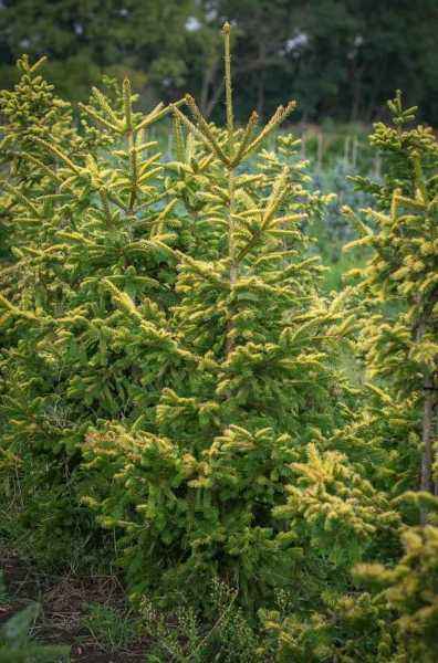 Купить ель восточная aureospicata деревья и растения