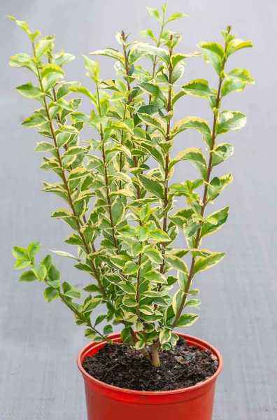 саженцы Бирючина круглолистная Aurea