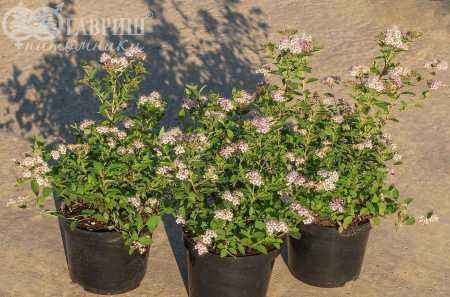 саженцы Спирея японская Little Princess