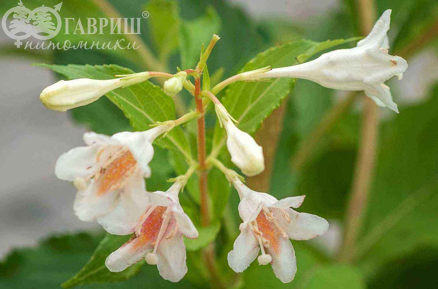 Вейгела цветущая Candida